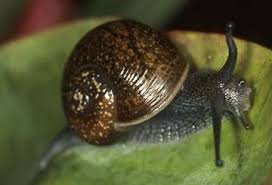 Business-Description-of-Snailery-Business-plan-in-Nigeria Business-Description-of-Snailery-Business-plan-in-Nigeria