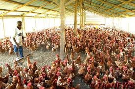 POULTRY-BUSINESS-PLAN-IN-NIGERIA-2 POULTRY-BUSINESS-PLAN-IN-NIGERIA-2