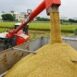RICE-CULTIVATION-AND-PROCESSING-BUSINESS-PLAN-IN-NIGERIA-3